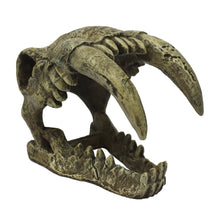Load image into Gallery viewer, Komodo Saber Tooth Skull
