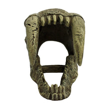 Load image into Gallery viewer, Komodo Saber Tooth Skull
