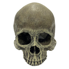 Load image into Gallery viewer, Komodo Human Skull Half
