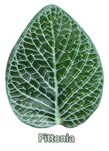 Load image into Gallery viewer, Pangea Leafy Vine Fittonia , 6ft
