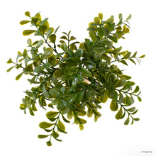Load image into Gallery viewer, Exo Terra Calcarea Boxwood Plant
