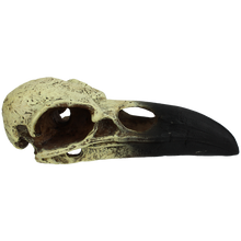 Load image into Gallery viewer, Komodo Raven Skull
