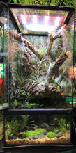 Load image into Gallery viewer, Zoo Med Paludarium, 12x12x24&quot;
