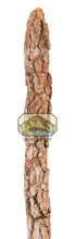 Load image into Gallery viewer, NewCal Galho Estrela Natural Cork Branch (1-1.5&quot; Dia.)
