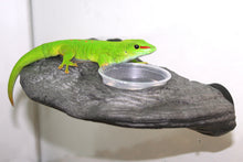 Load image into Gallery viewer, MagNaturals Gecko Ledge
