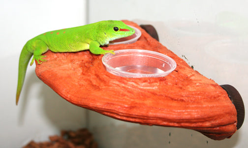 MagNaturals Gecko Ledge