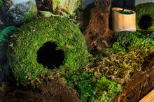 Load image into Gallery viewer, Galapagos Mossy Cave, 4&quot; Diameter for Hiding and Humidity

