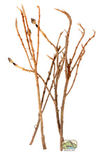 Load image into Gallery viewer, NewCal Magnolia Branches, Large
