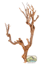 Load image into Gallery viewer, NewCal Curry Tree Branch, 12-19&quot;

