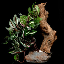 Load image into Gallery viewer, Habi-Scape Tropical Plant on Stone Base with Worn Wood
