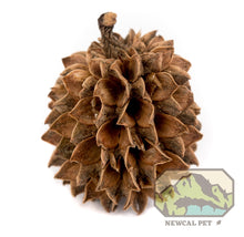 Load image into Gallery viewer, NewCal Casuarina Cones, 20 Pack
