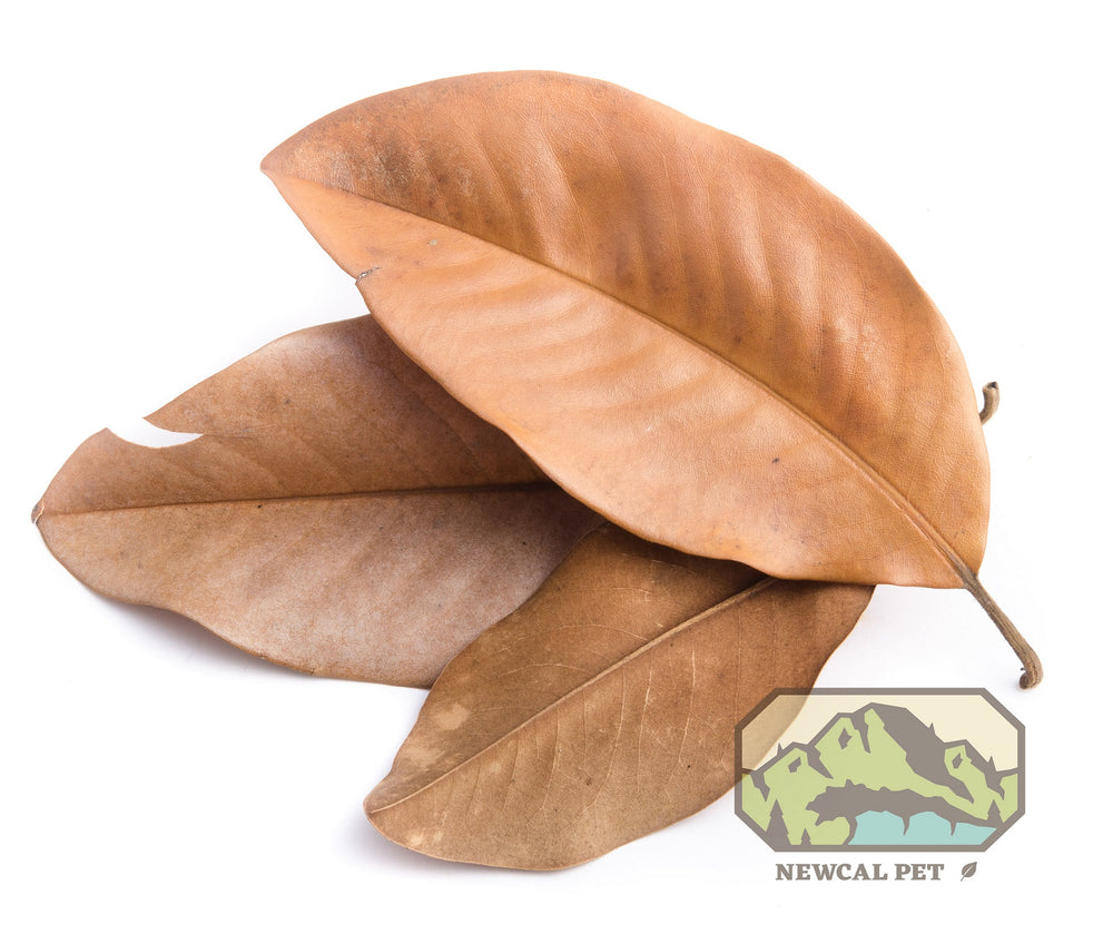 NewCal Magnolia Leaf Litter