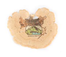 Load image into Gallery viewer, NewCal Sponge Mushroom, 2 Pack
