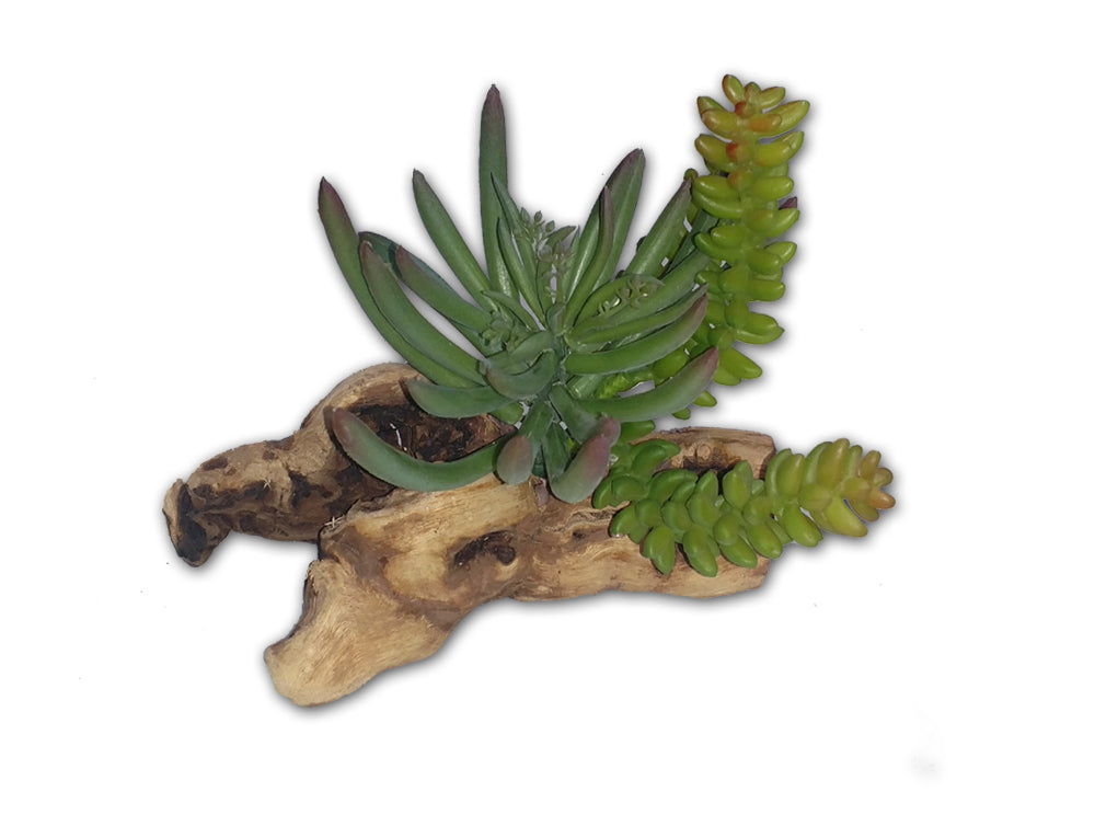 Habi-Scape 8'' Succulent on Driftwood